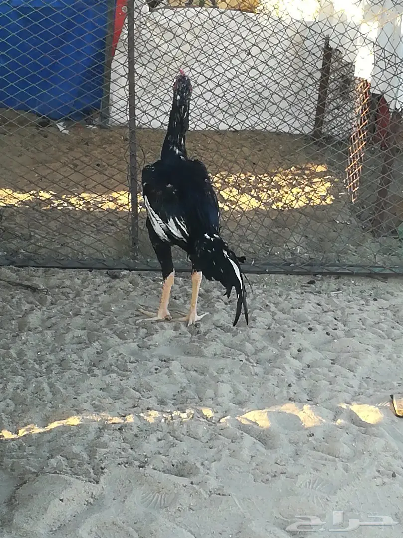 ديك سندي مستوى توب بطللل (image 1)