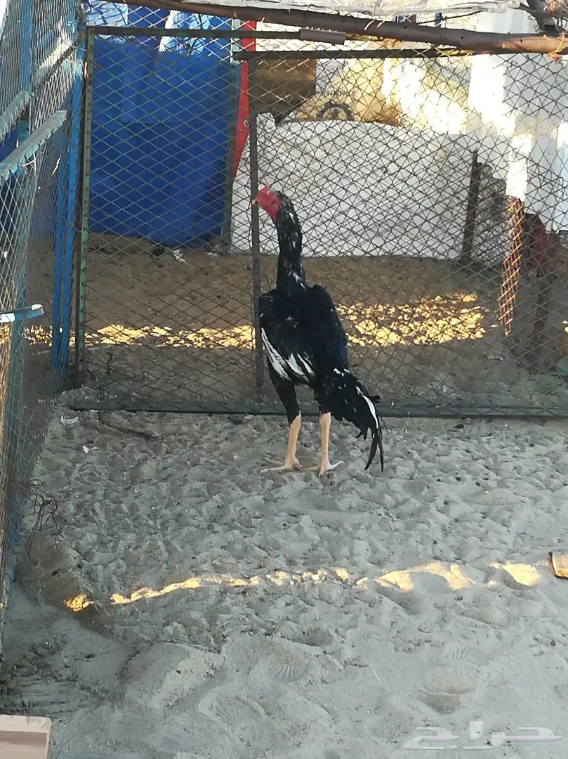 ديك سندي مستوى توب بطللل (image 3)