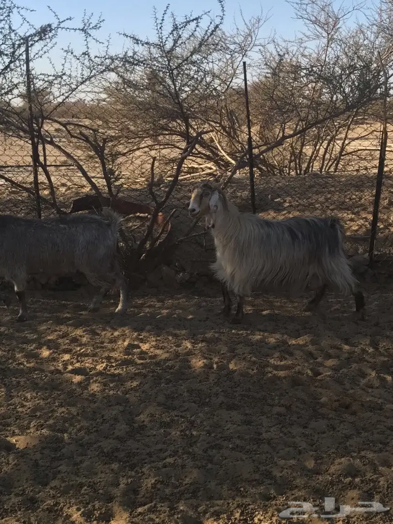 معزا للبيع  (image 1)