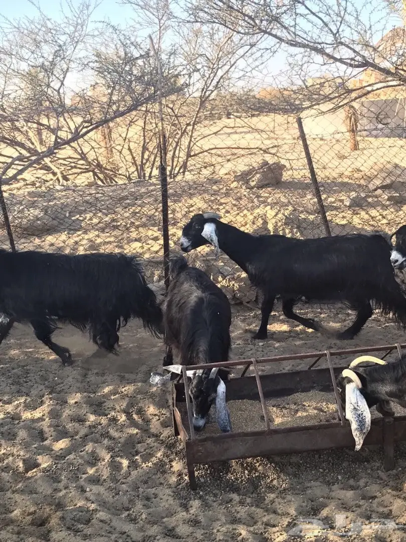 معزا للبيع  (image 2)