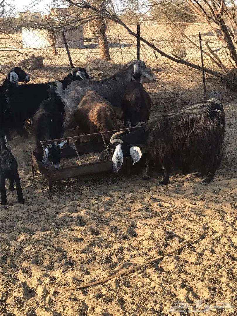 معزا للبيع  (image 3)