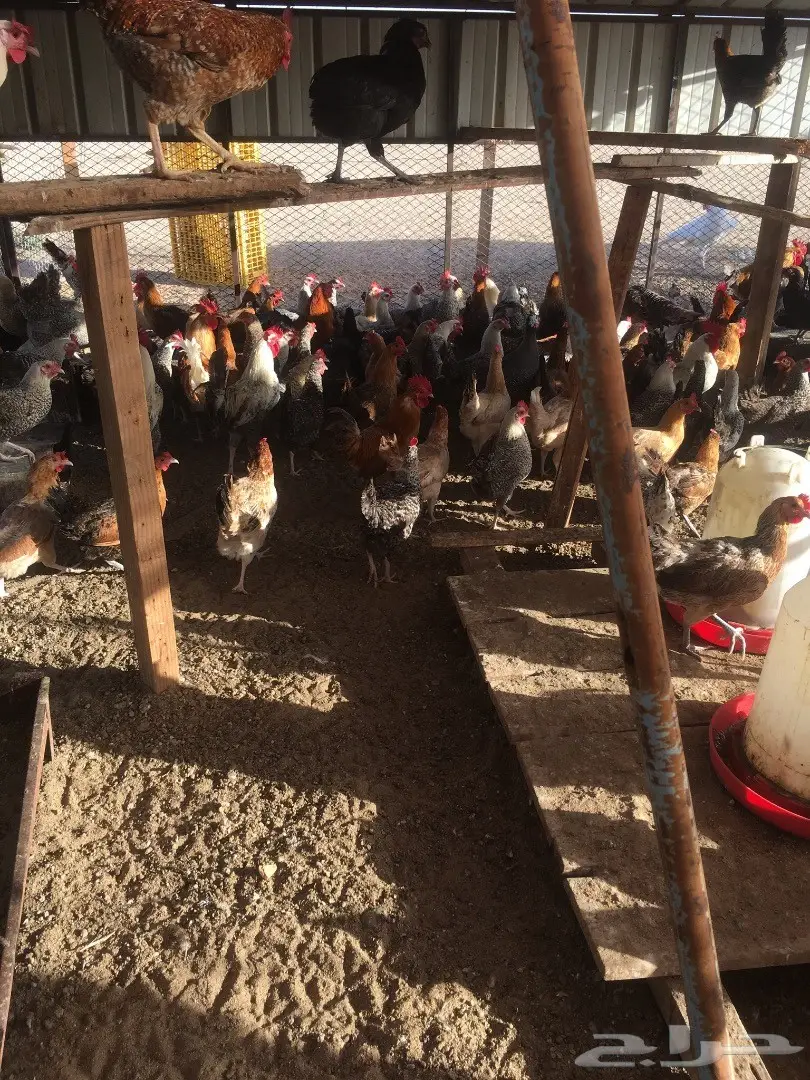 دجاج بلدي بياض 