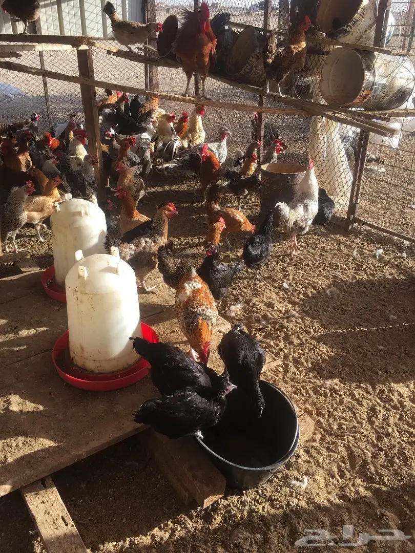 دجاج بلدي بياض  (image 1)