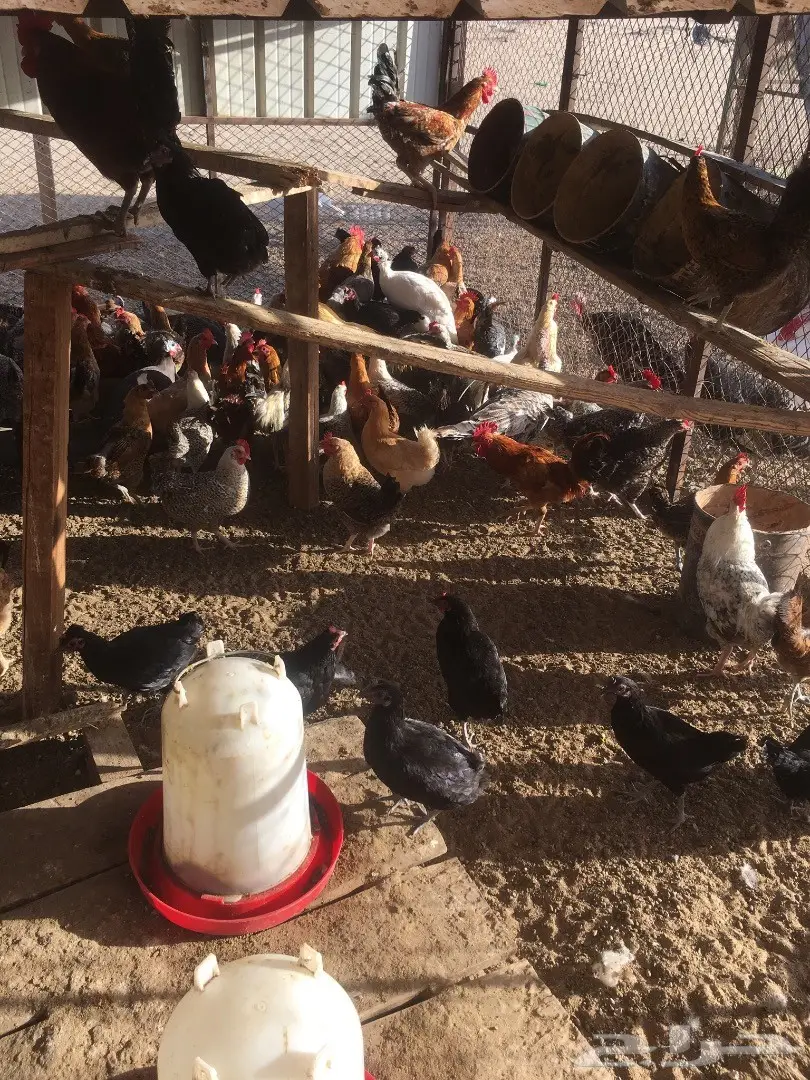 دجاج بلدي بياض  (image 2)