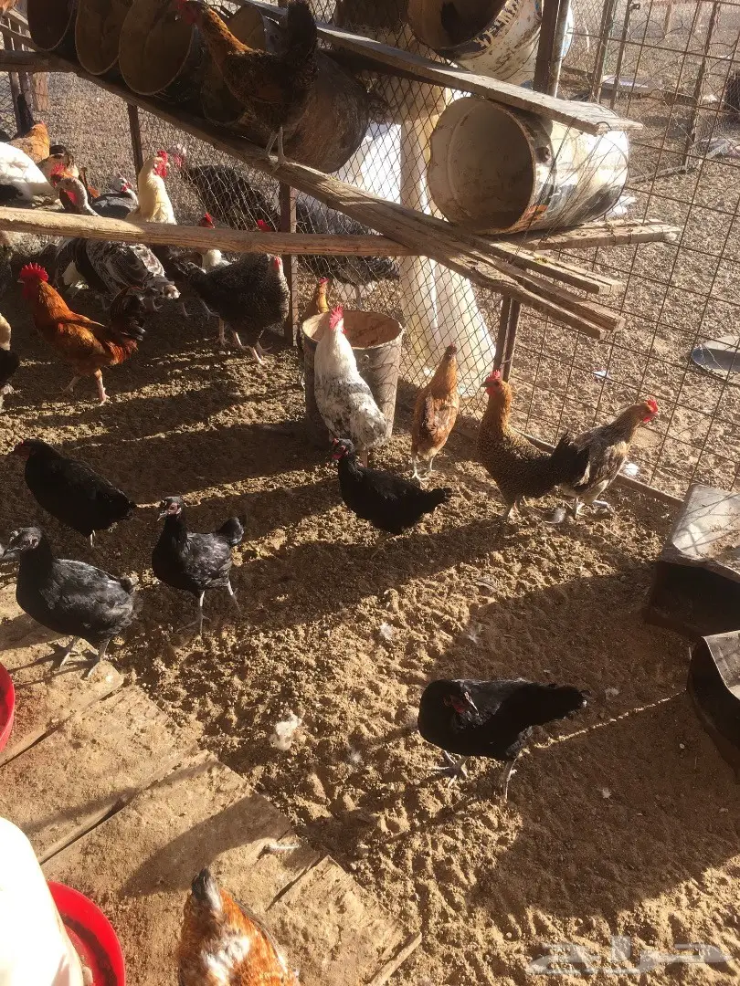 دجاج بلدي بياض  (image 3)