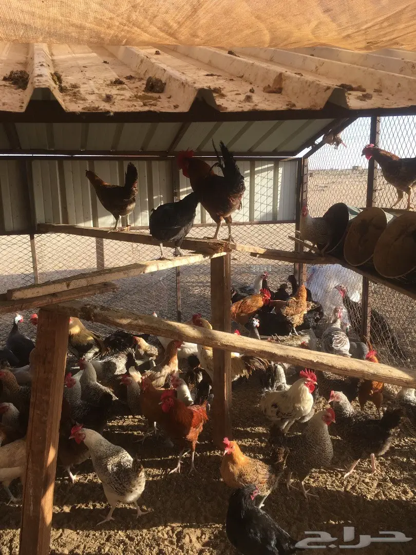 دجاج بلدي بياض  (image 4)