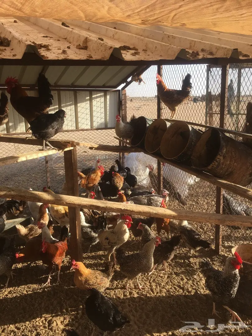 دجاج بلدي بياض  (image 5)