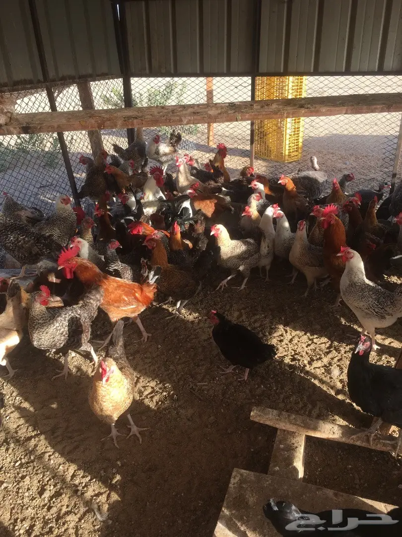 دجاج بلدي بياض  (image 6)