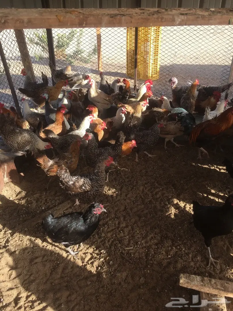 دجاج بلدي بياض  (image 7)