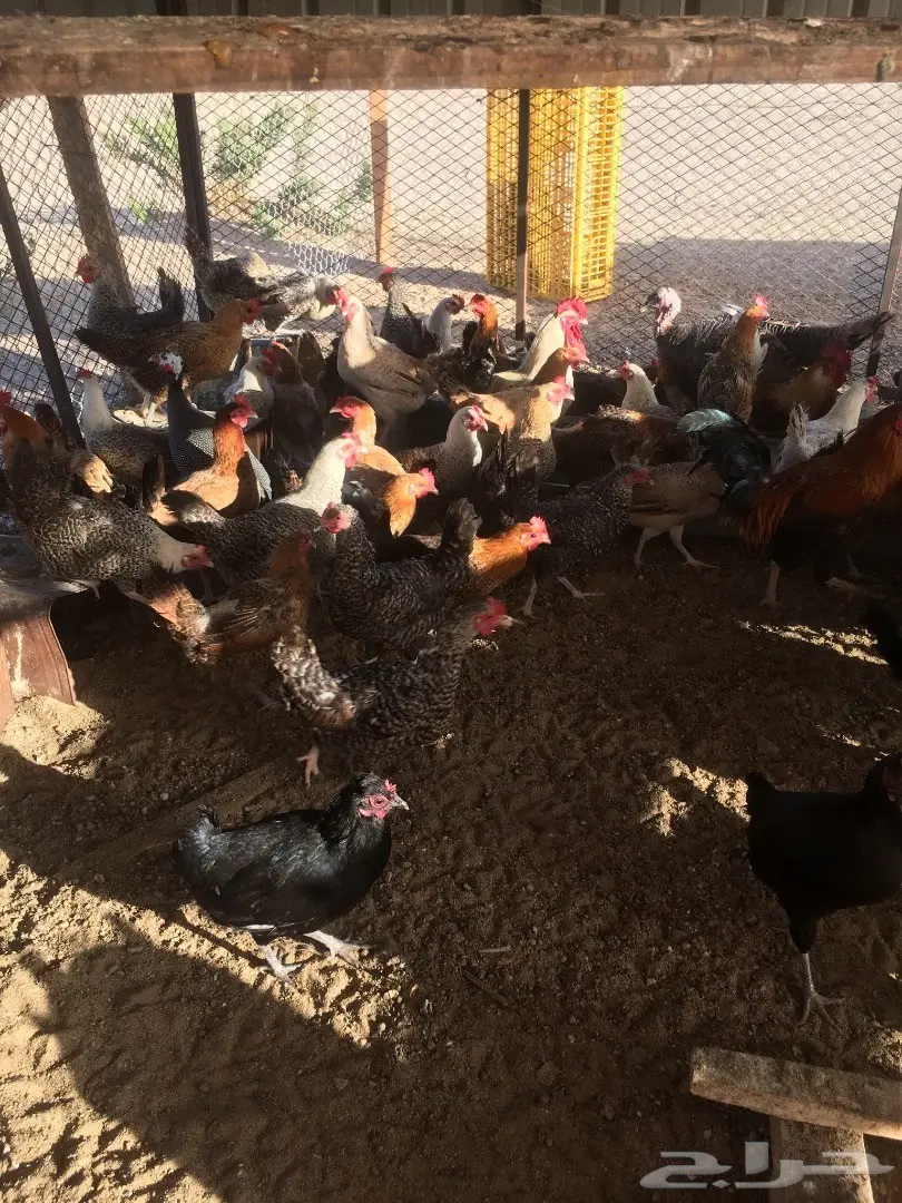 دجاج بلدي بياض  (image 8)