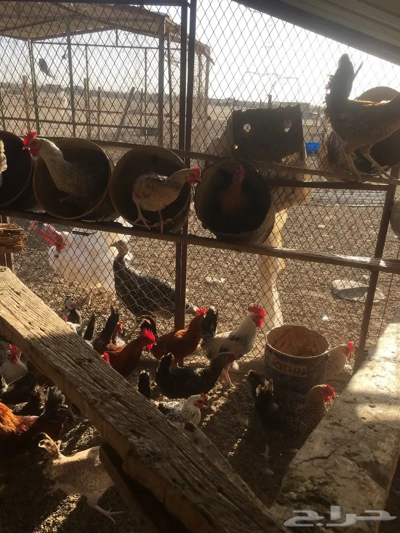 دجاج بلدي بياض  (image 9)