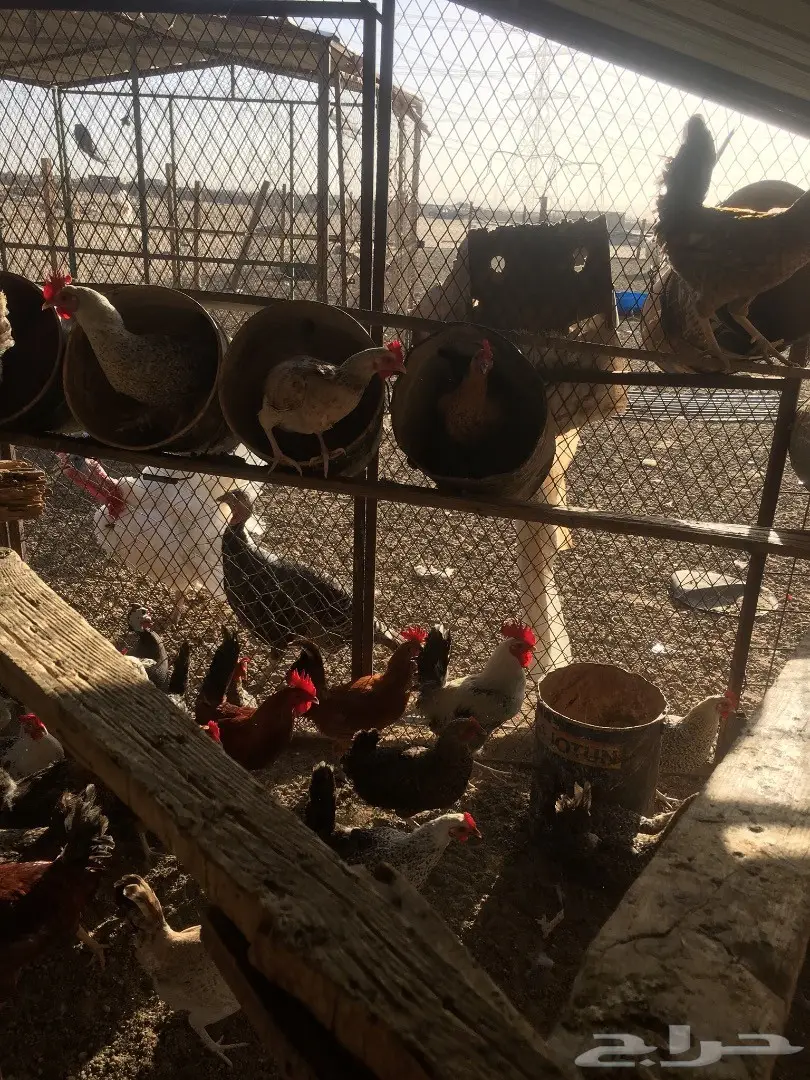 دجاج بلدي بياض  (image 10)