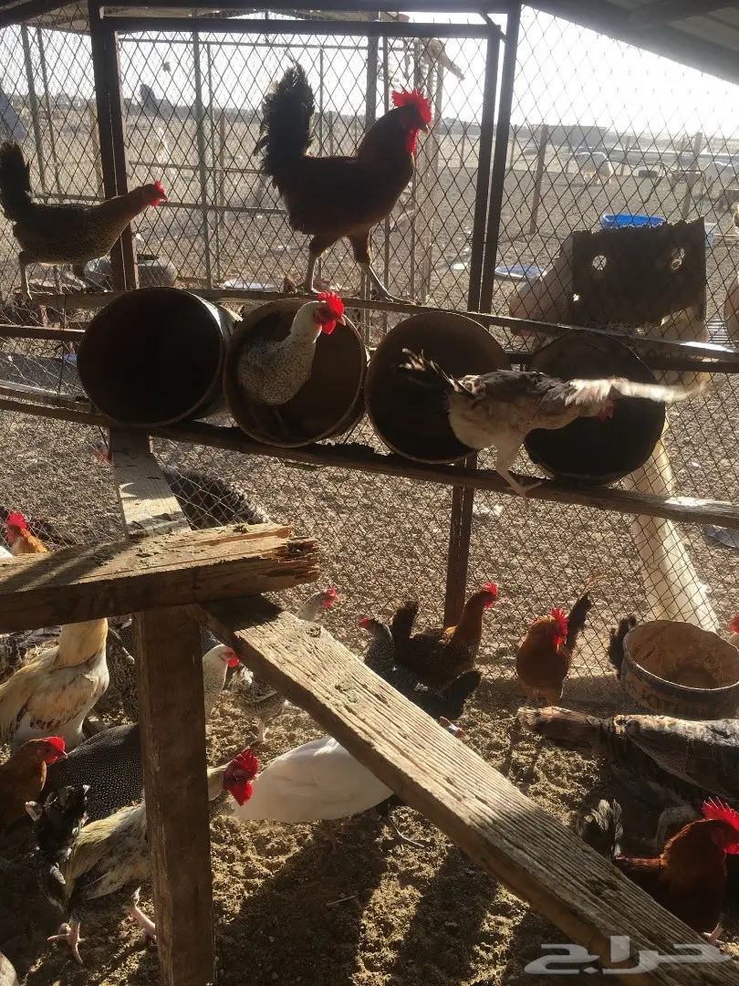 دجاج بلدي بياض  (image 11)