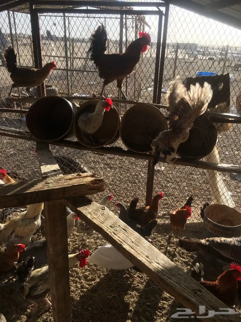 دجاج بلدي بياض  (image 12)