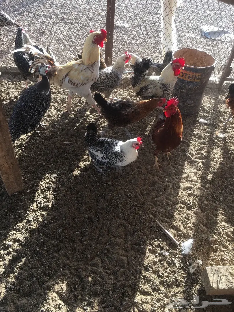 دجاج بلدي بياض  (image 13)