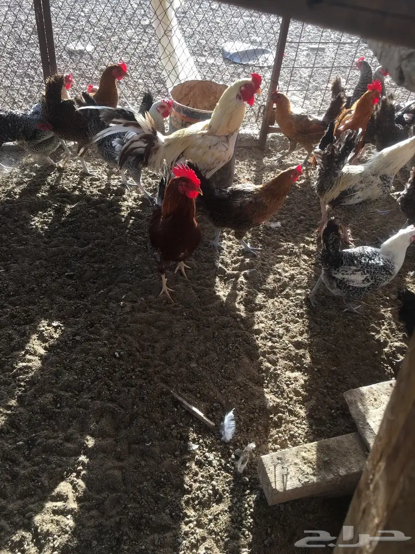 دجاج بلدي بياض  (image 14)