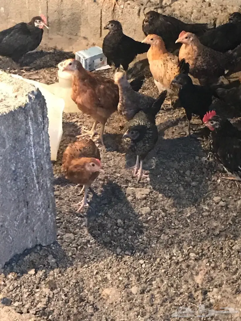 للبيع دجاج بلدي بالجملة من مزرعة خاصة  (image 3)