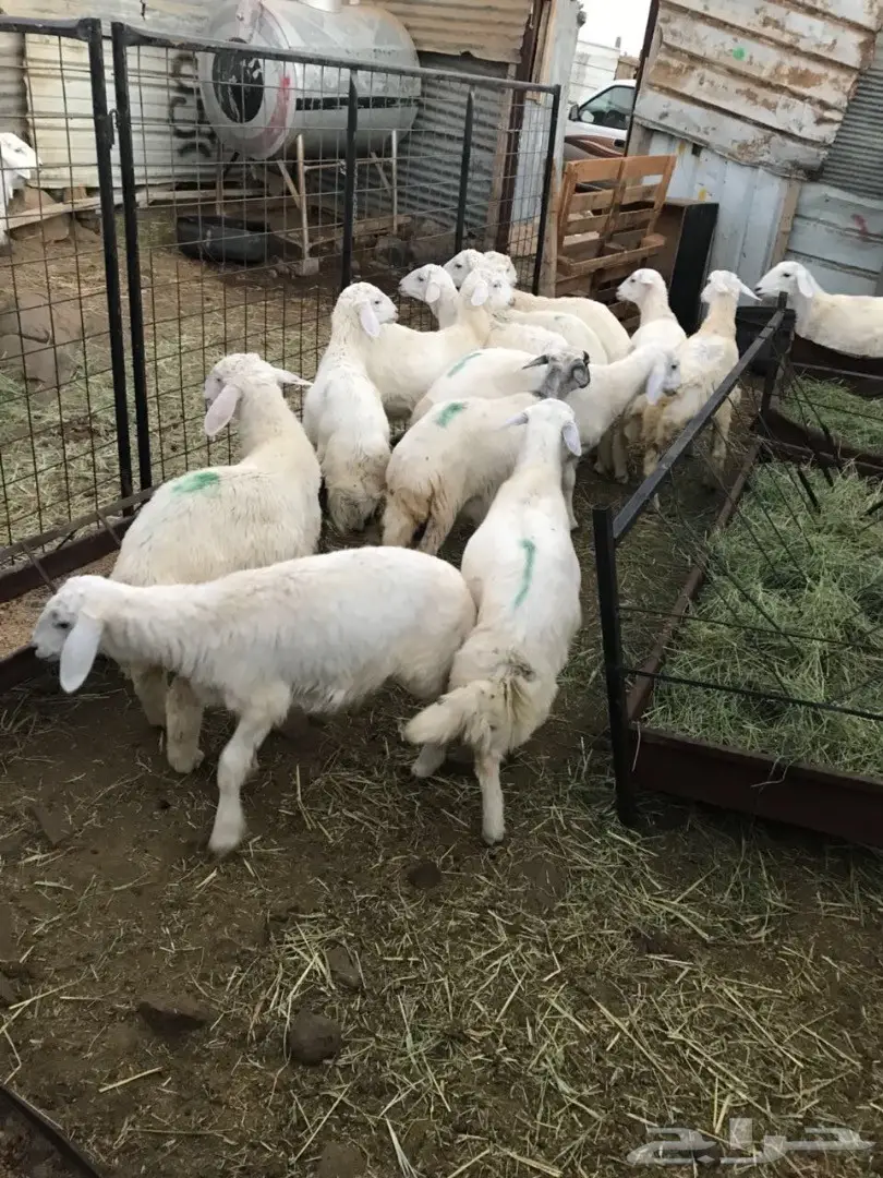 طليان (image 1)