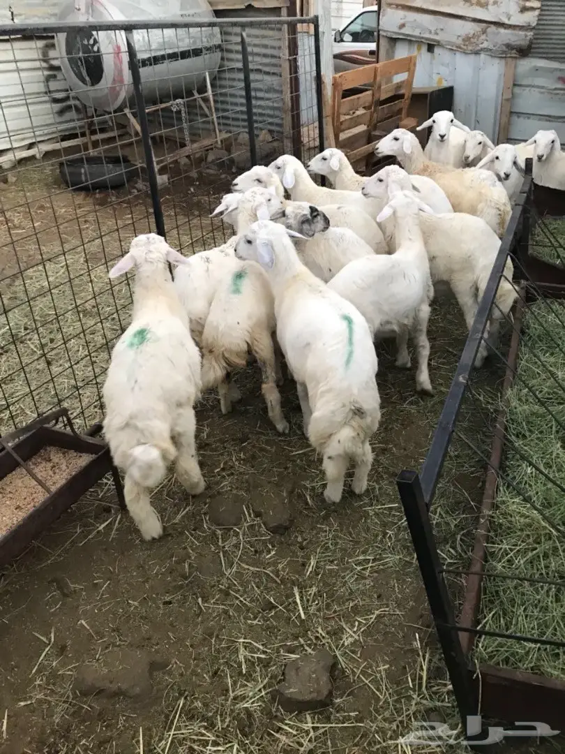 طليان (image 2)