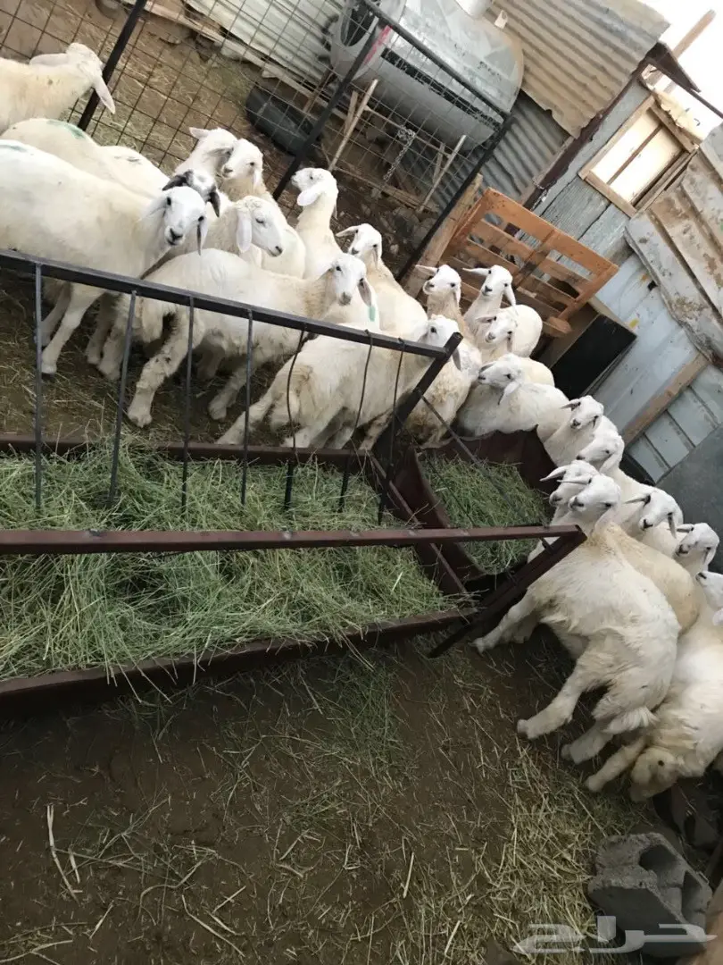 طليان (image 3)