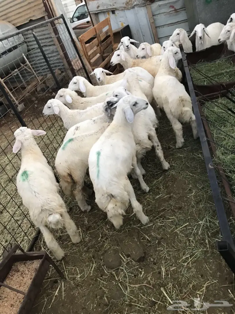 طليان (image 4)