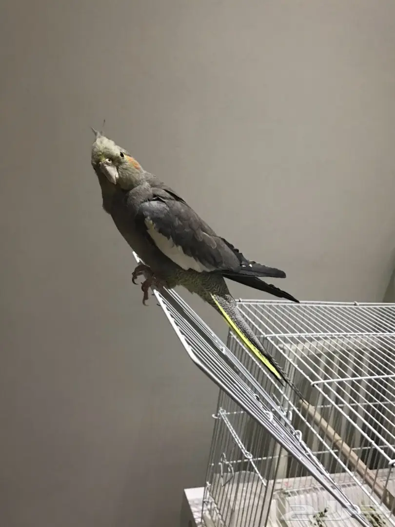 انثى كروان  (image 1)