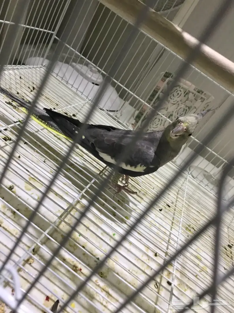 انثى كروان  (image 2)