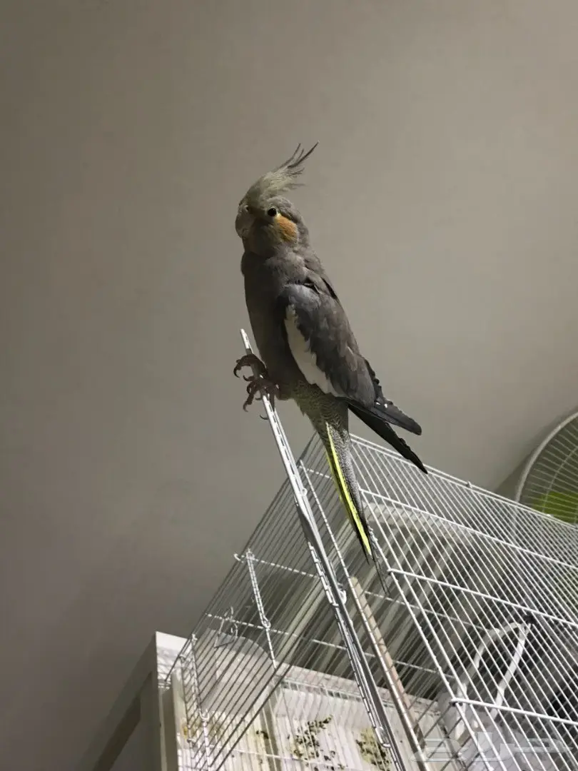 انثى كروان  (image 3)