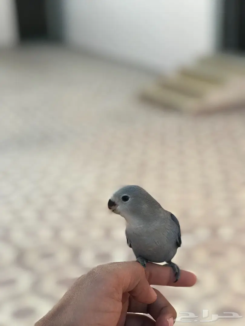 فرخ روز فايلوت هدد داخل وخارج البيت 