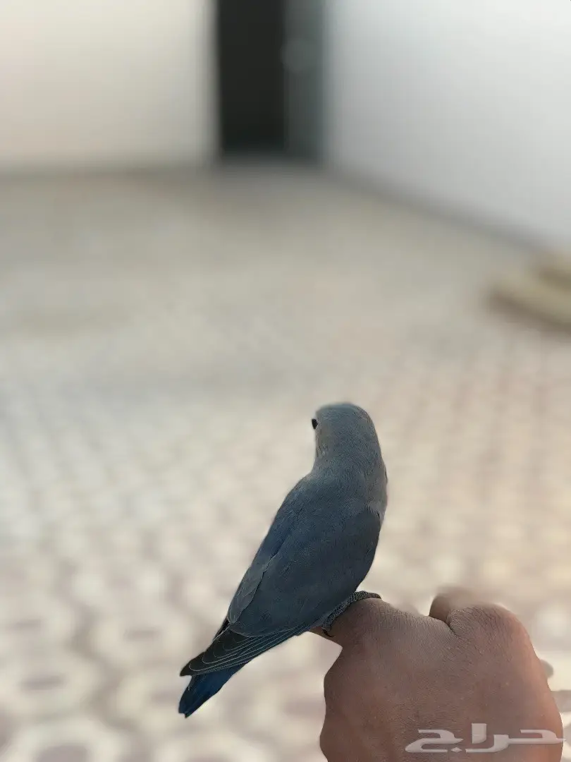 فرخ روز فايلوت هدد داخل وخارج البيت  (image 3)