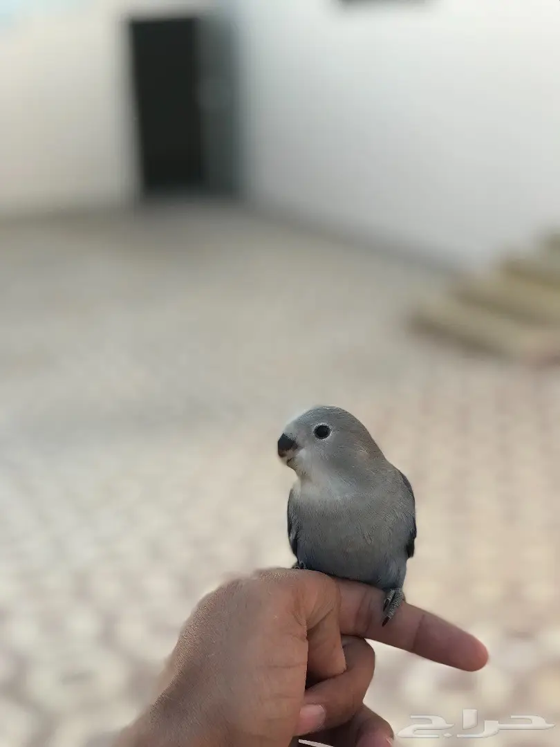 فرخ روز فايلوت هدد داخل وخارج البيت  (image 4)