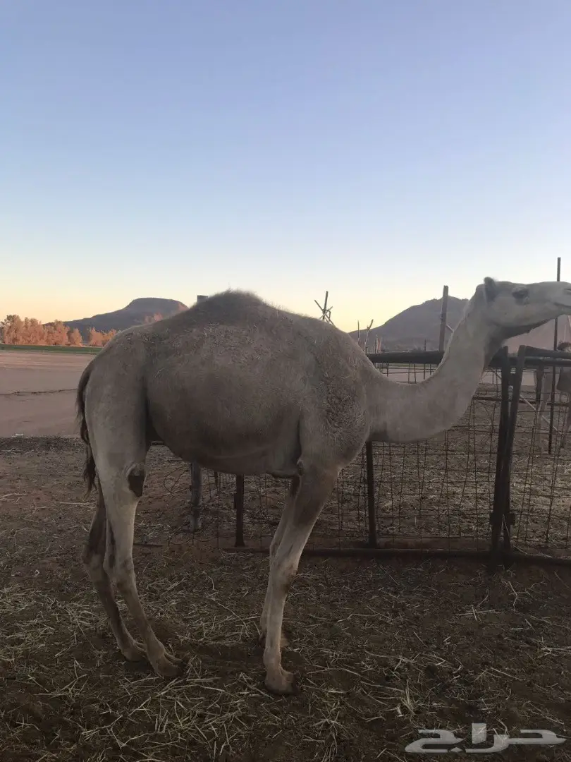 لقحه على شاهين بشير للبيع 