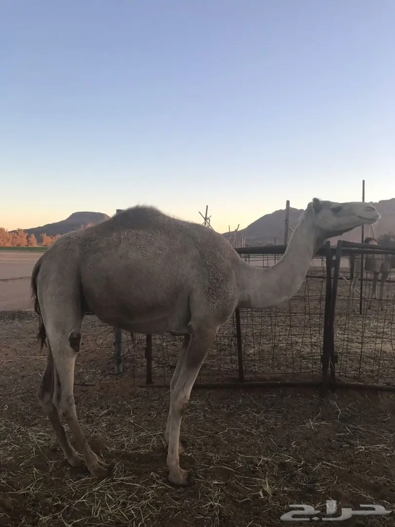 لقحه على شاهين بشير للبيع  (image 1)