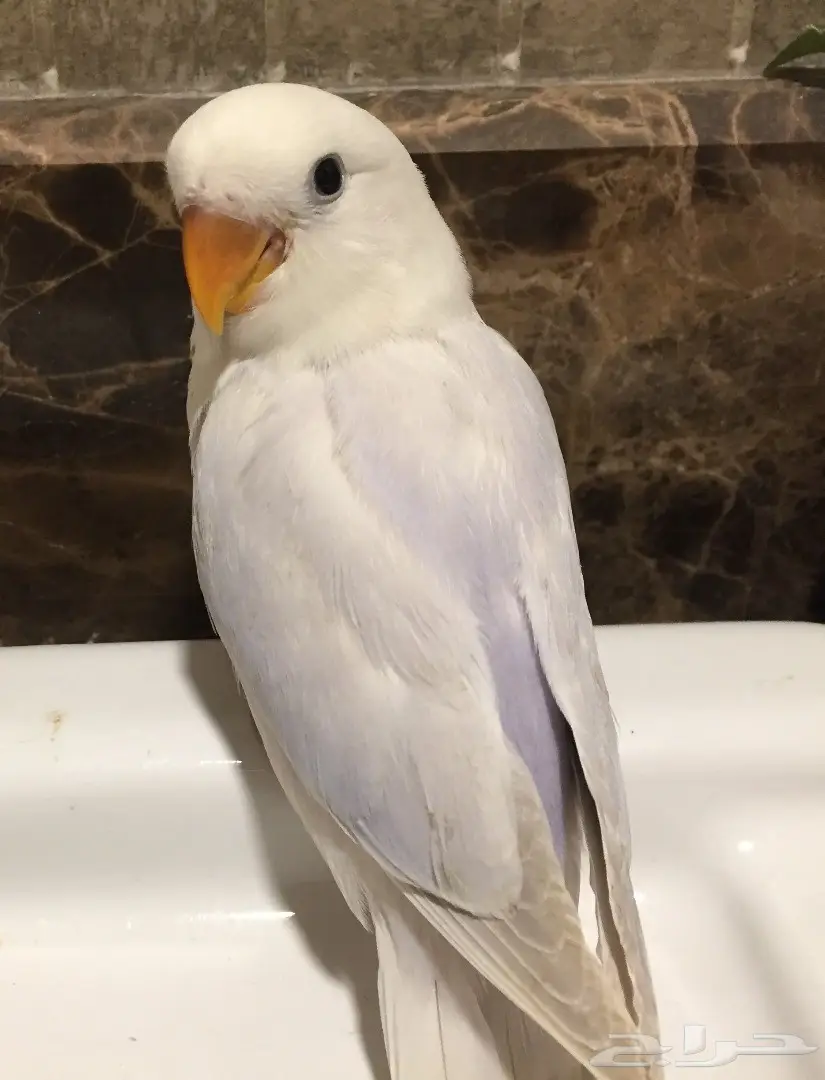 فرخ روز بلد مميز