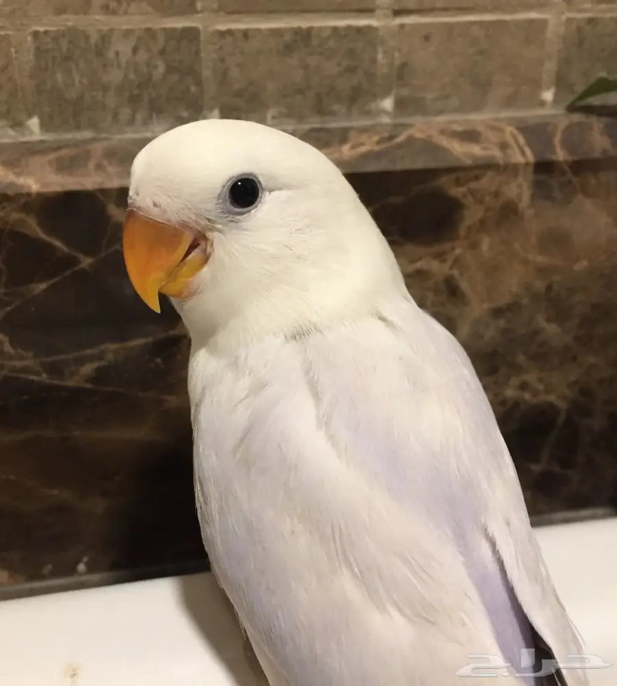 فرخ روز بلد مميز (image 1)