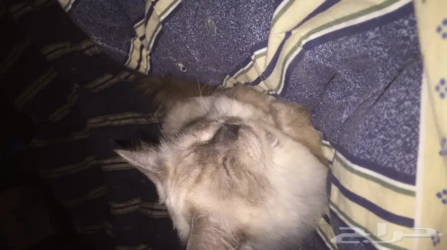 قطة للبيع (image 2)