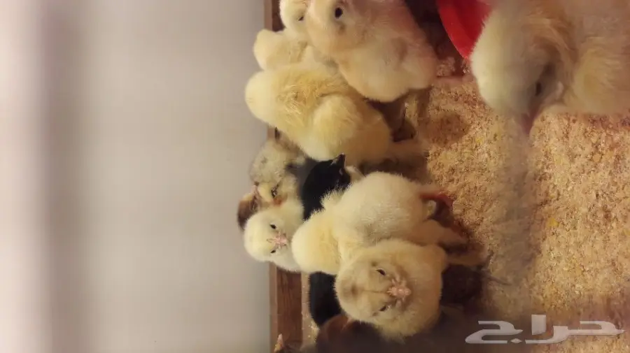 صيصان براهما  (image 1)