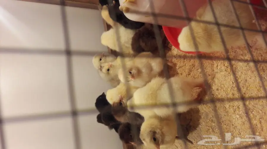 صيصان براهما  (image 2)