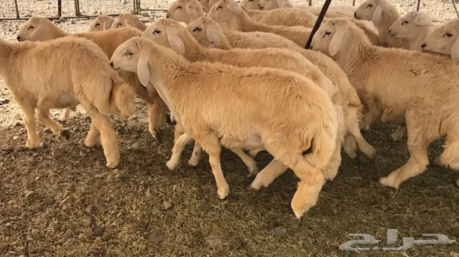 طليان للبيع  6 شهور 