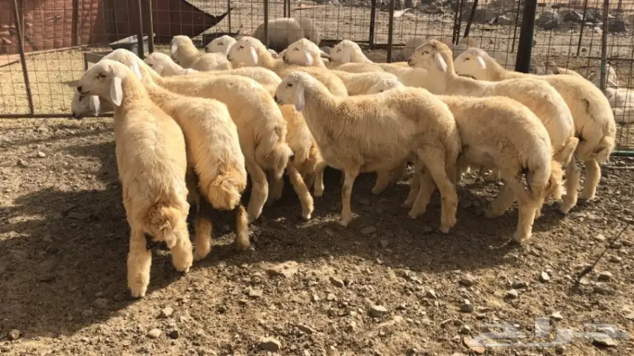 طليان للبيع  6 شهور  (image 1)