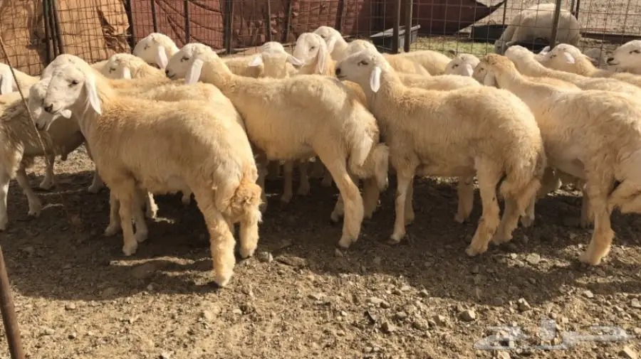 طليان للبيع  6 شهور  (image 2)