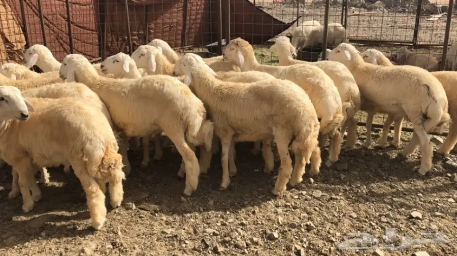 طليان للبيع  6 شهور  (image 3)