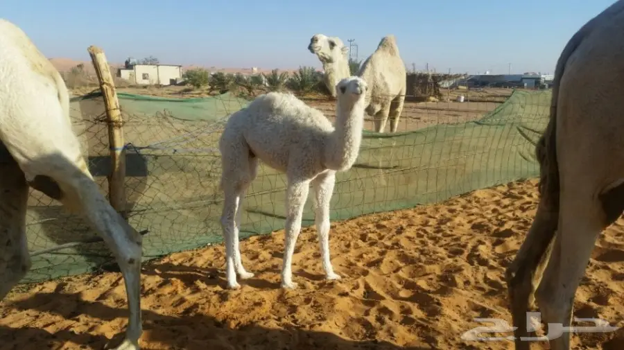 خلفه وضحى للبيع 