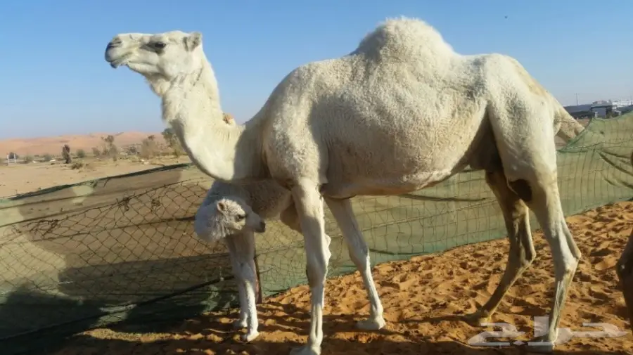 خلفه وضحى للبيع  (image 2)