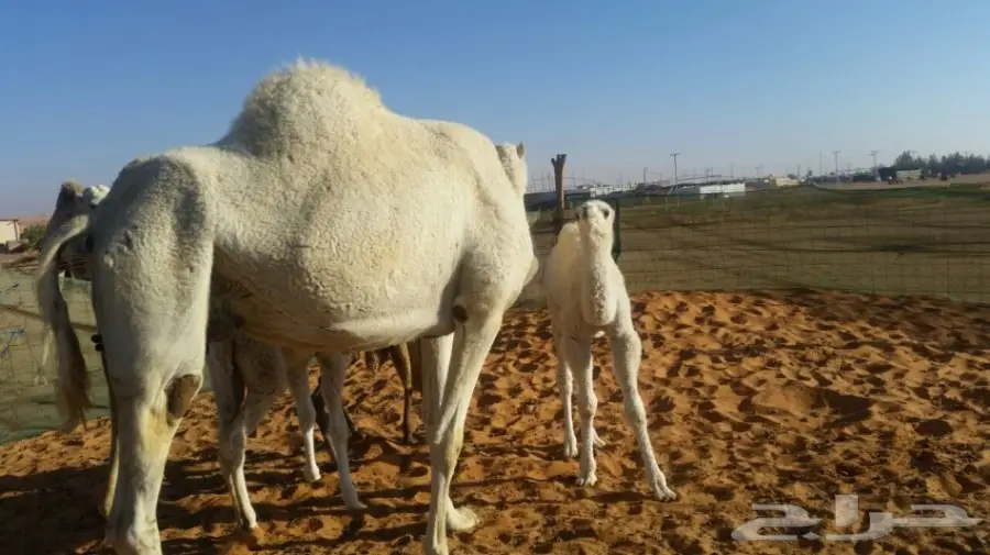 خلفه وضحى للبيع  (image 4)