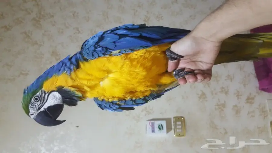 مكاو بلو اند قولد يتكلم واليف 