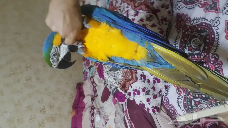 مكاو بلو اند قولد - فرصة لا تعوض! (image 1)