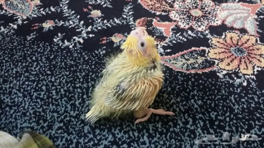 فروخ كروان للبيع - ببغاء كوكتيل فروخ