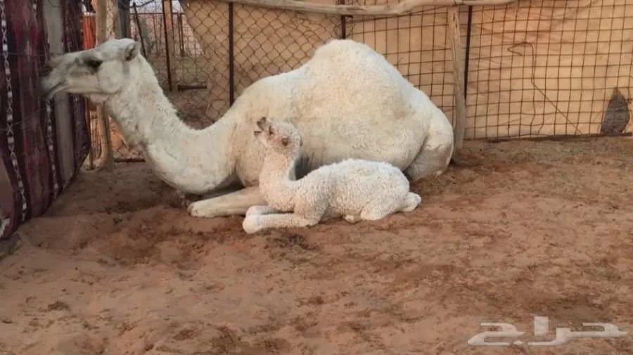 للبيع خلفه وضحاء هدية (image 2)