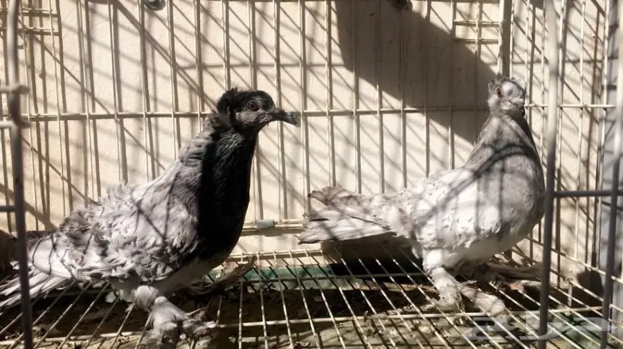 طبة مفتل اوبل سيامي ((مميزة))